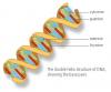 dna2-web.jpg