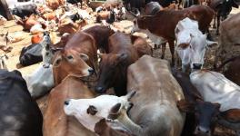 Five Stray Cows Die in Uttar Pradesh's Shamli