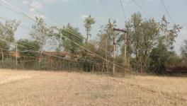 Temporary wooden poles carrying low-lying electrical cables installed inside the fields in Mathani Khera (Photo - Pooja Yadav, 101Reporters