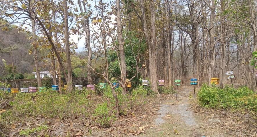 A beehive fence in Chausala, in Fatehpur range of Ramnagar division, Uttarakhand