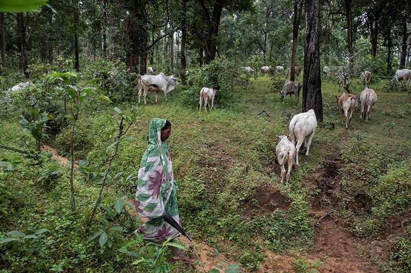 Adivasi people graze their livestock in the Hasdeo forests - on top of billions of tonnes of coal. Photo Brian Cassey