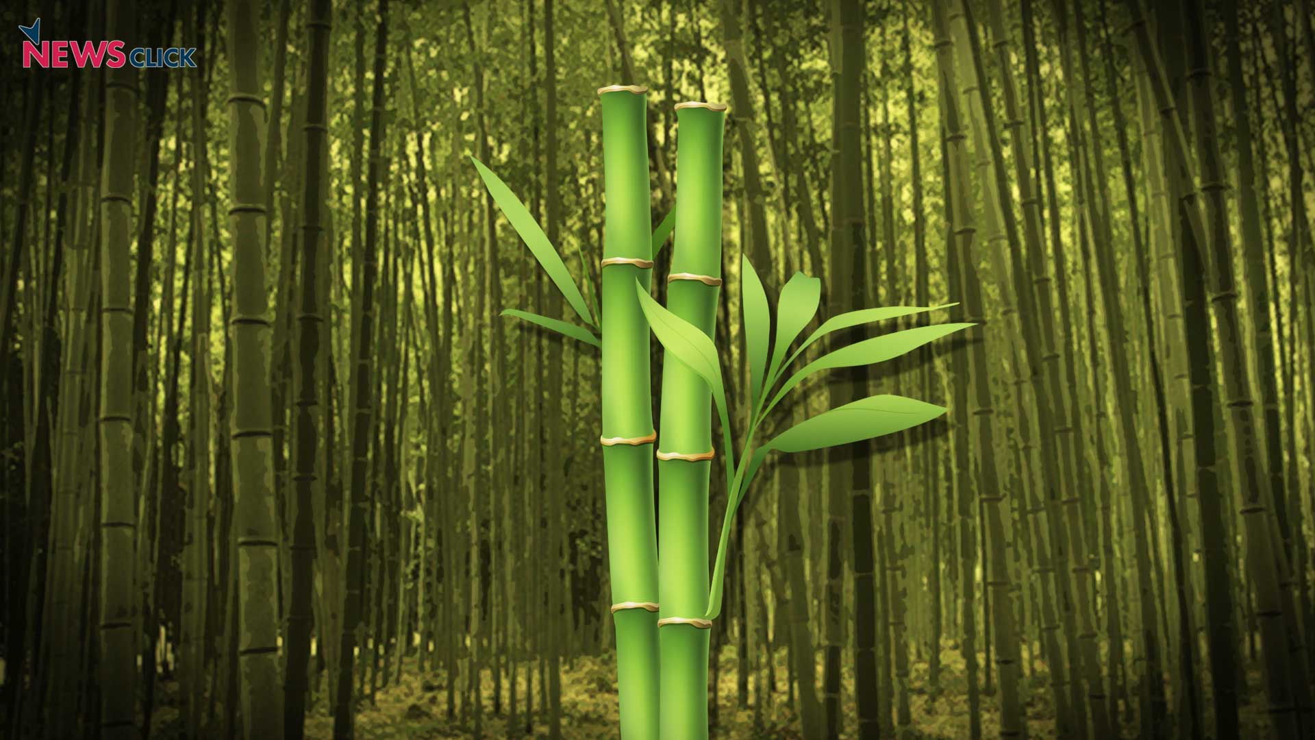 New Law Says Bamboo Growing On NonForest Lands Is Not ‘Tree’ NewsClick