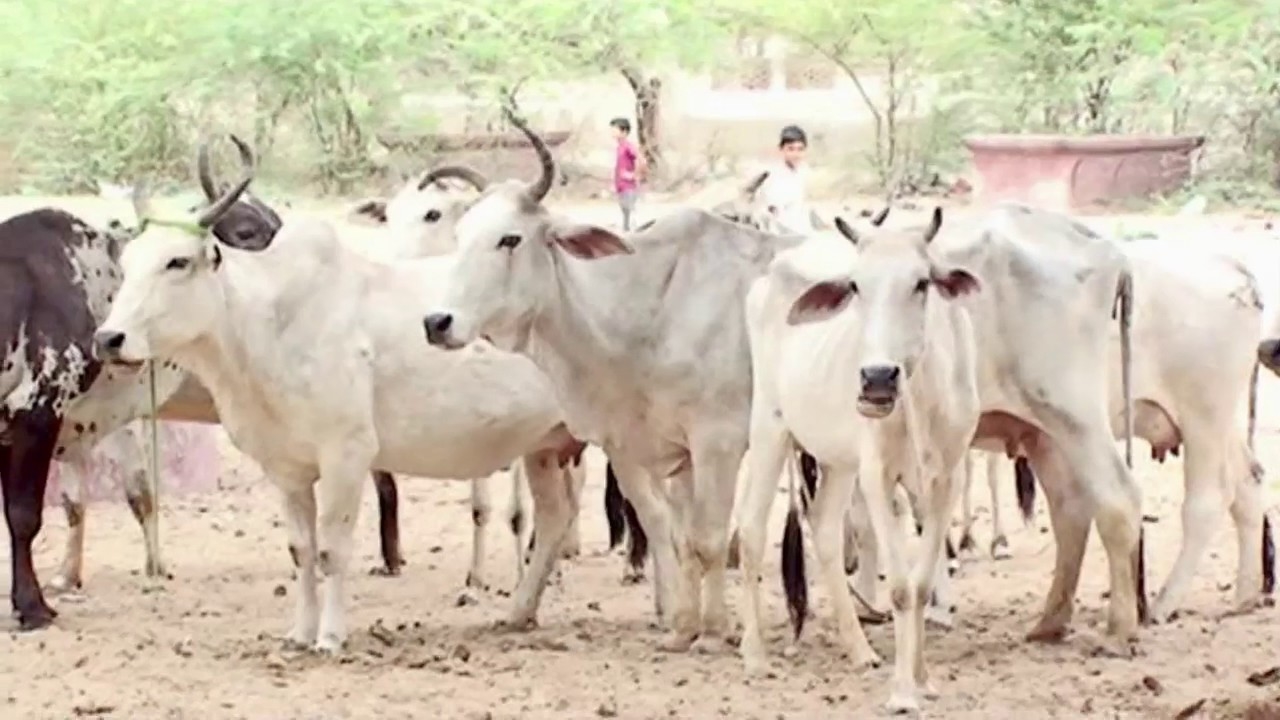 500 Cows Die Of Starvation At Gaushala In Jaipur, Officials Cite Fund