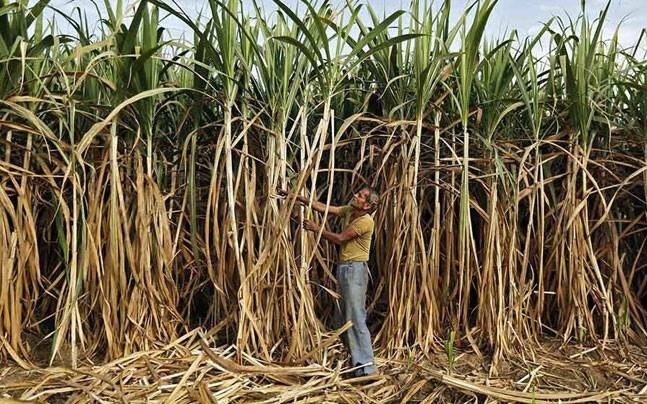 Sugarcane Farmers Across India Wait for Dues Worth Rs 24,000 Crore | NewsClick