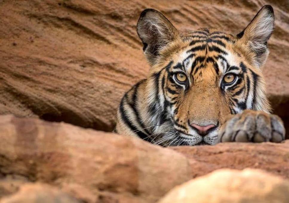 Uranium Mining Set to Destroy India's 2nd Largest Tiger Reserve | NewsClick