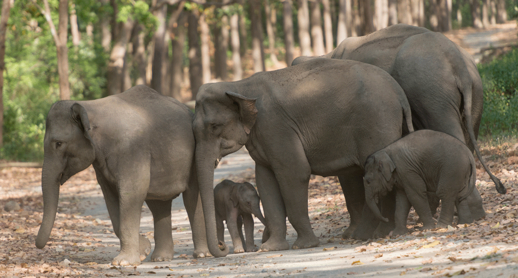 Odisha Wildlife Under Serious Threat as State 'Celebrates' Wildlife Week |  NewsClick