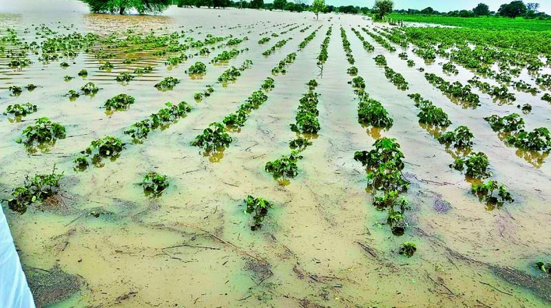 Unseasonal Rainfall Causes Severe Crop Damage Across States | NewsClick