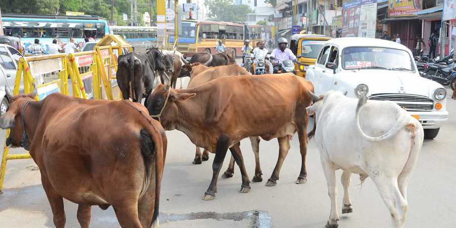 Number of Stray Cattle decreased at the national level while it increased  in certain states