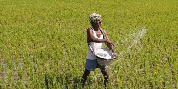 Amid Pandemic Scare, Monsoon Showers Bring Smile to Paddy Farmers in Bihar - NewsClick