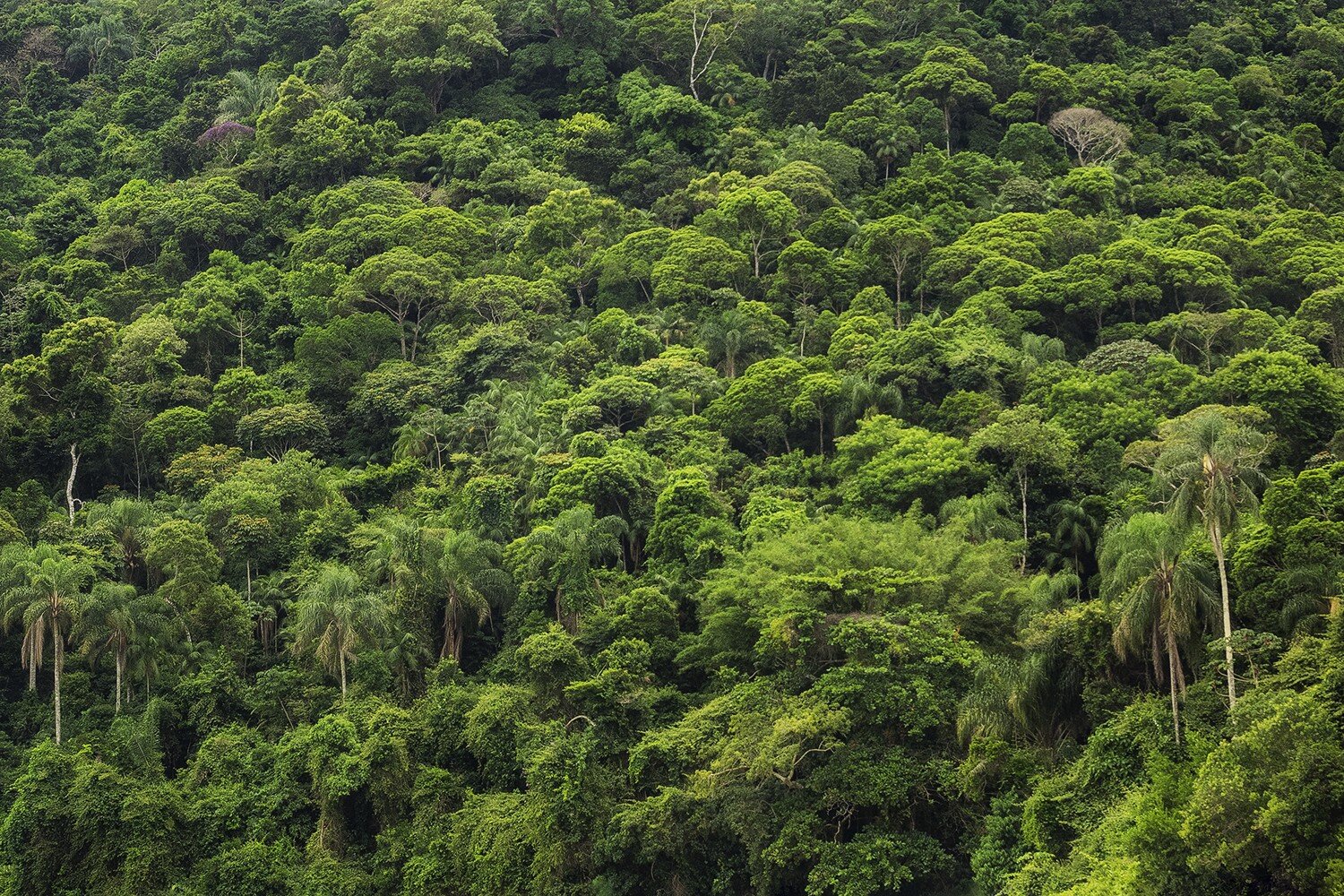 Kengerian Hutan Amazon