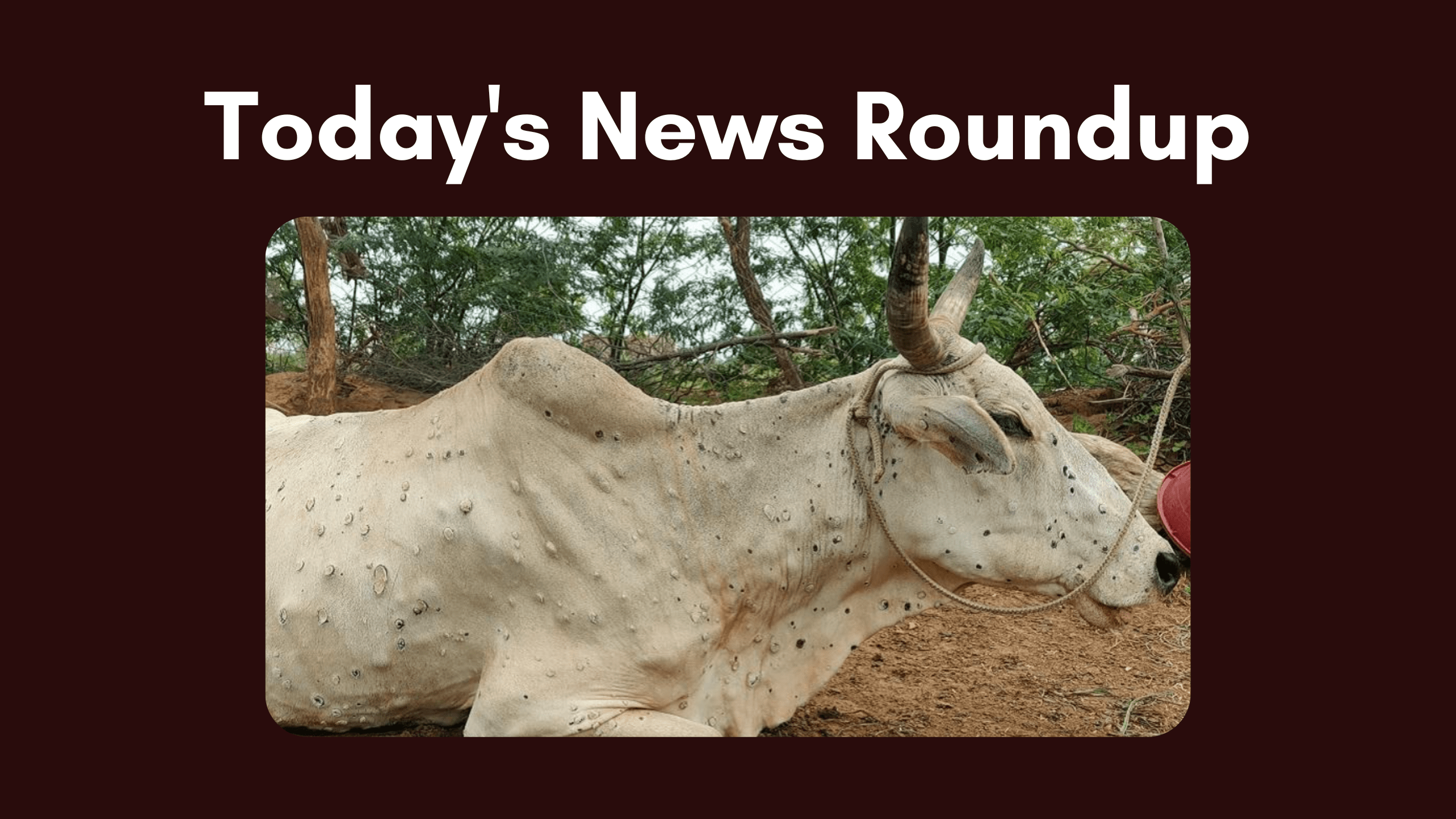 Jharkhand: Lumpy Virus-Like Symptoms in Cattle in 3 Districts | NewsClick Jharkhand: Lumpy Virus-Like Symptoms in Cattle in 3 Districts | NewsClick