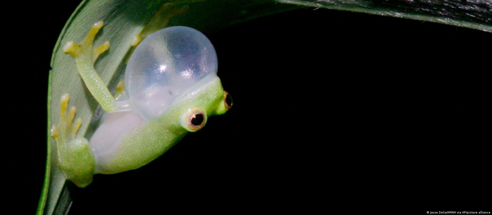 Study Reveals How Glass Frogs Become Transparent