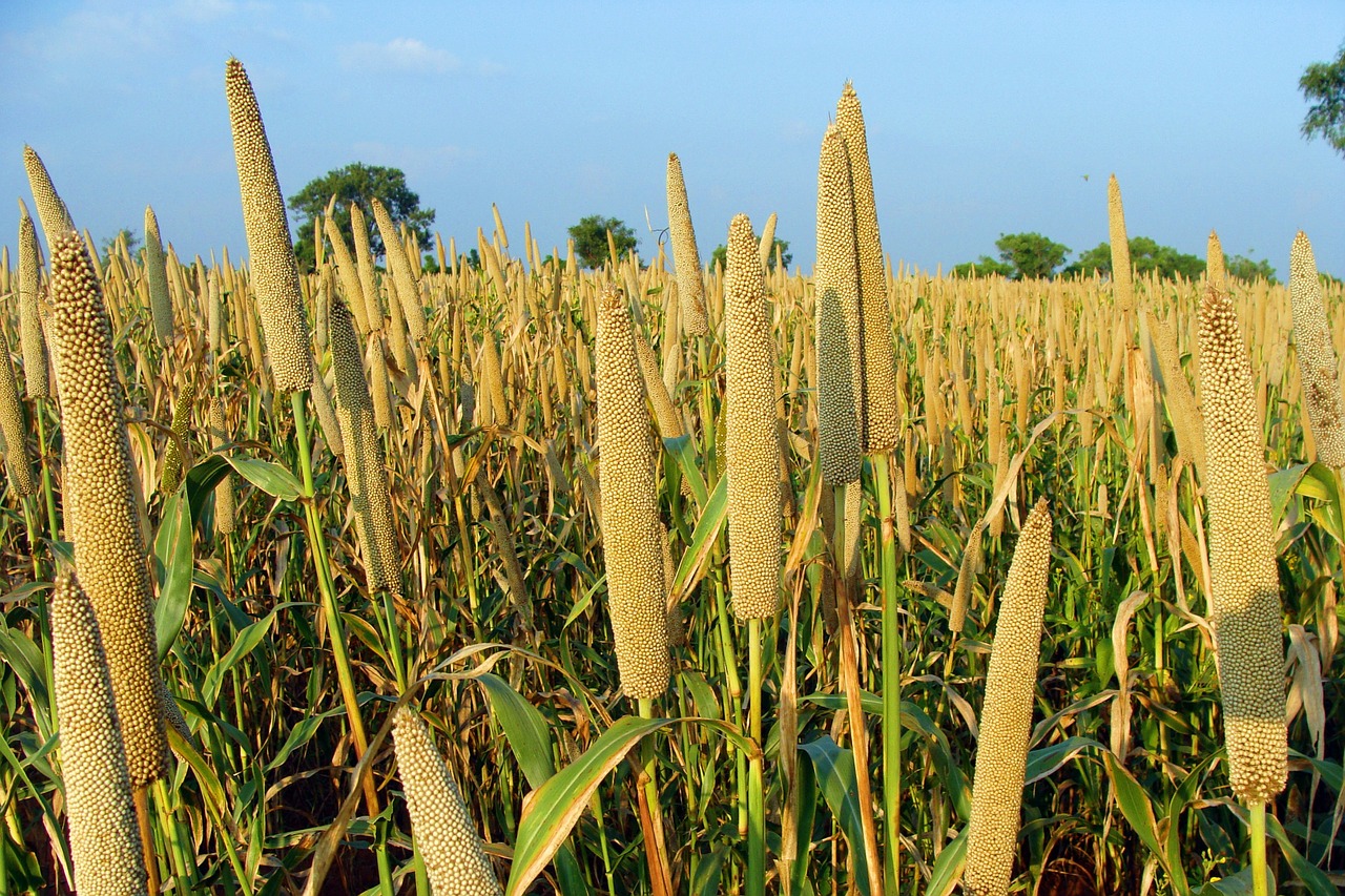 How to Sustainably Boost Millet Crops Without Hurting Peasants NewsClick