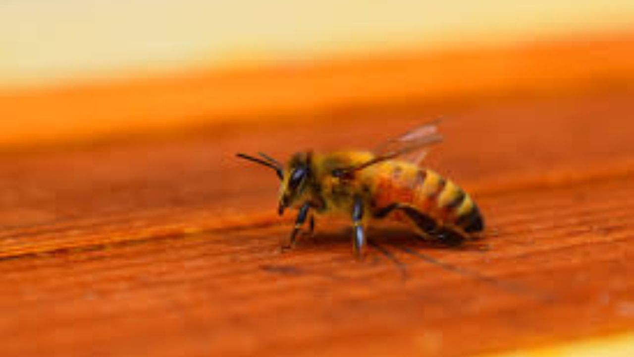 ‘Save Last Honey Bee Before Human Existence Inches Toward Extinction’