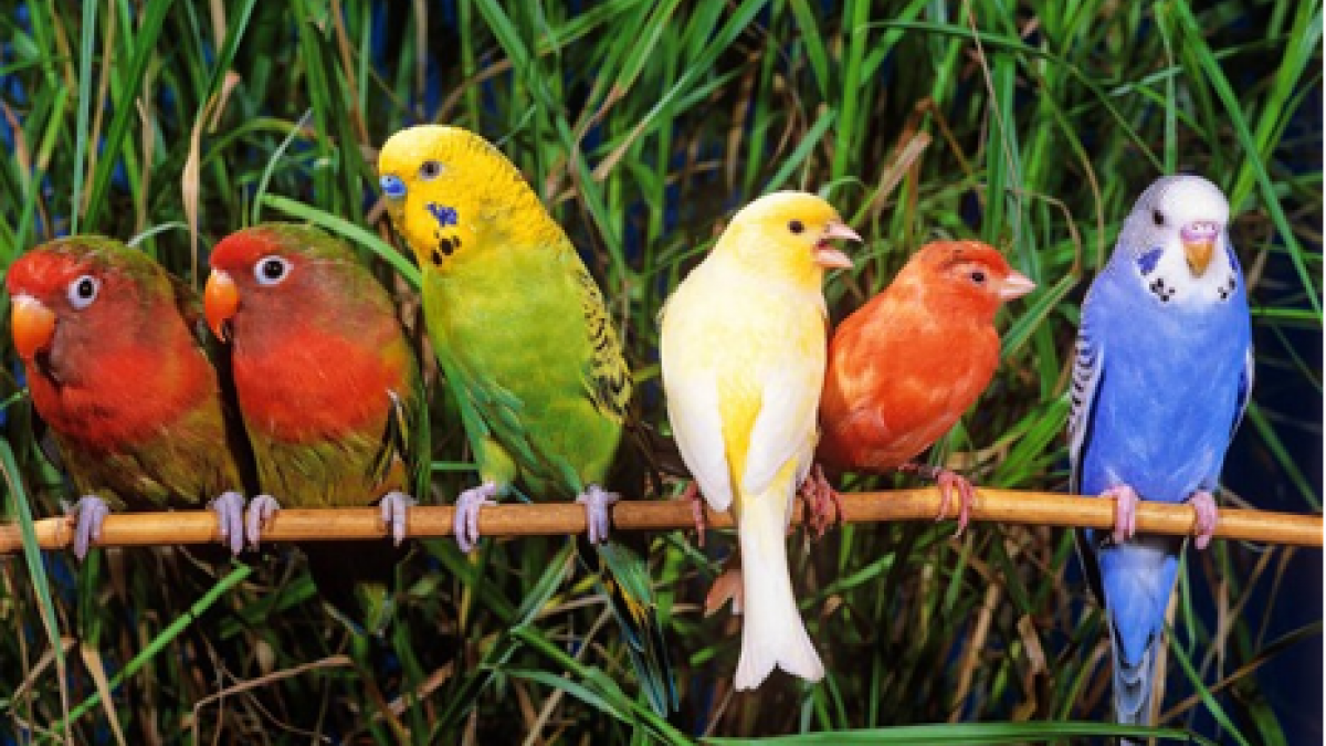 Melodies of Singing Birds: Result of a Rare Evolutionary Event