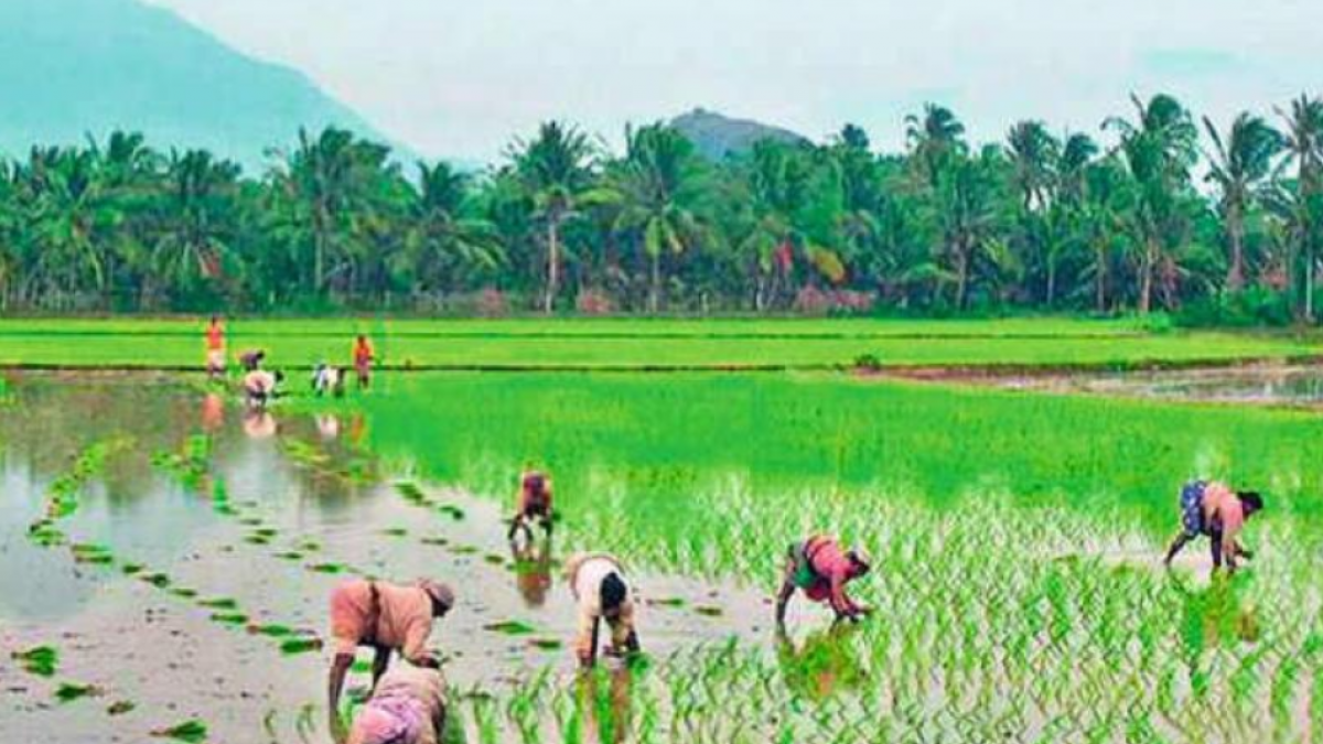Kerala to Follow Collective Farming Instead of Corporate Farming, Says State Agriculture Minister | NewsClick
