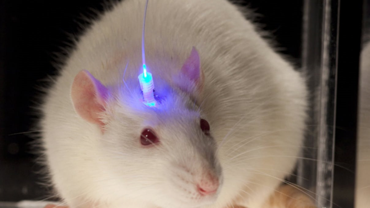 How Does the Brain Control Animal Behaviour? | NewsClick