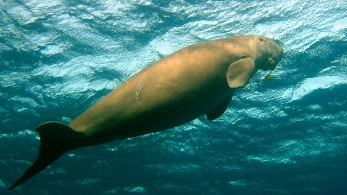Nearly extinct 'Sea Cows' Find Much-Needed Allies | NewsClick Nearly extinct 'Sea Cows' Find Much-Needed Allies | NewsClick
