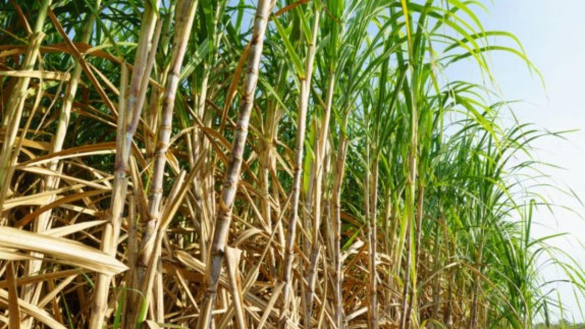 Why Anti India Complaints In Wto On Sugar Subsidy May Remain Unresolved Newsclick (c) directorate of marketing and inspection, ministry of agriculture. why anti india complaints in wto on