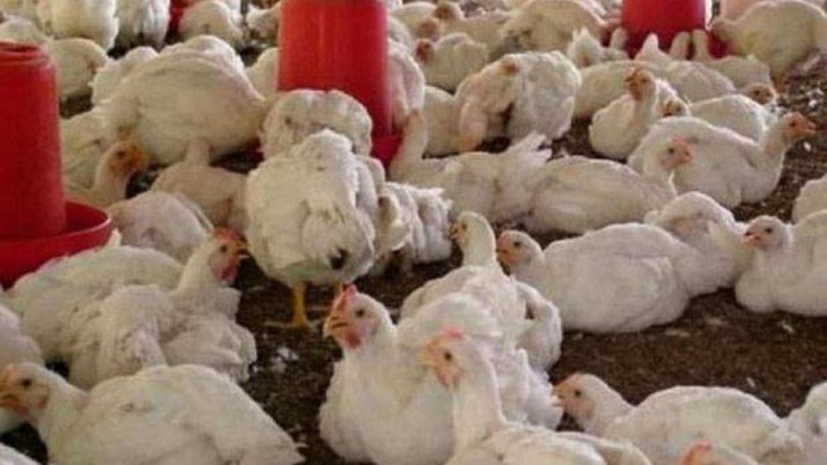 Maharashtra: COVID-19 Rumours Hit Poultry Business, Losses Worth Rs 600  Crore? | NewsClick
