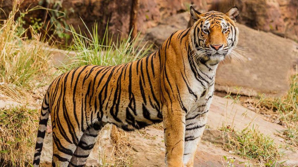 Nepal and India Count their Bengals in Tiger Census