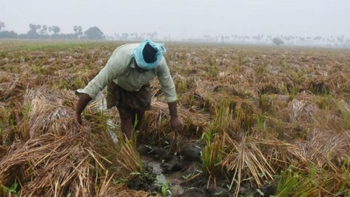Cyclone Burevi: Continuous Rainfall Damages Paddy and Sugarcane Crops in Delta Districts | NewsClick