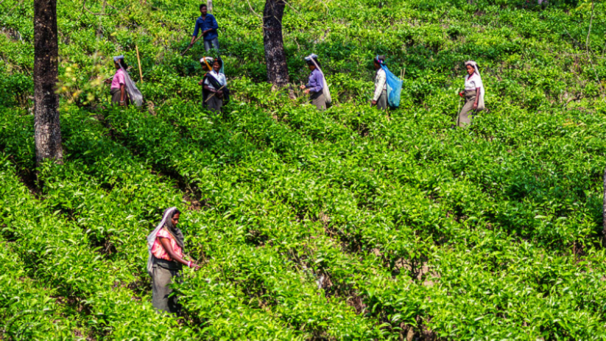 Tea union demands proper wages in small gardens Tea union demands proper wages in small gardens