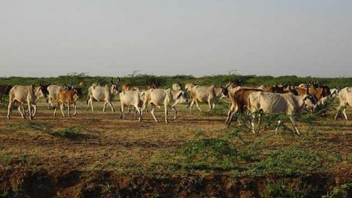Rajasthan: Over 4,200 Animals, Mainly Cows, Die of Lumpy Skin Disease |  NewsClick