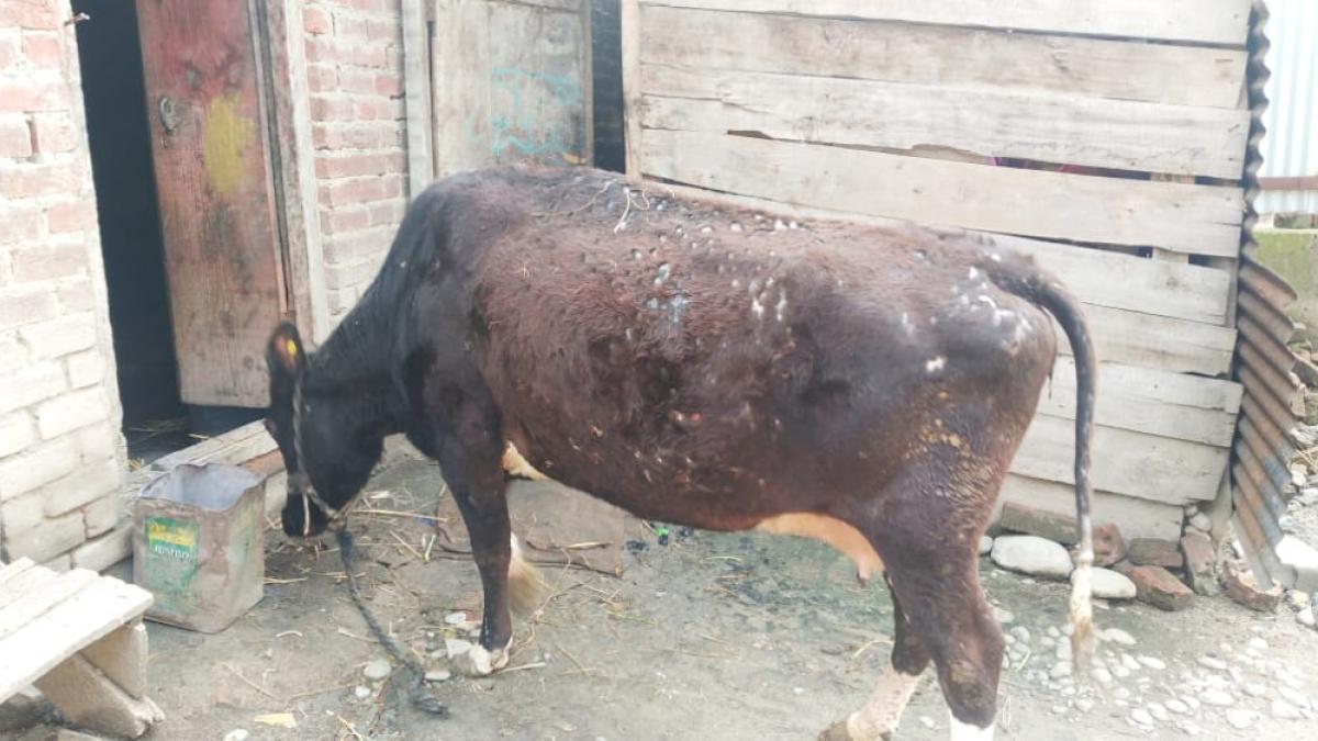 Kashmir: Lumpy Skin Disease Killing Both Cattle and Livelihood of Dairy  Farmers | NewsClick