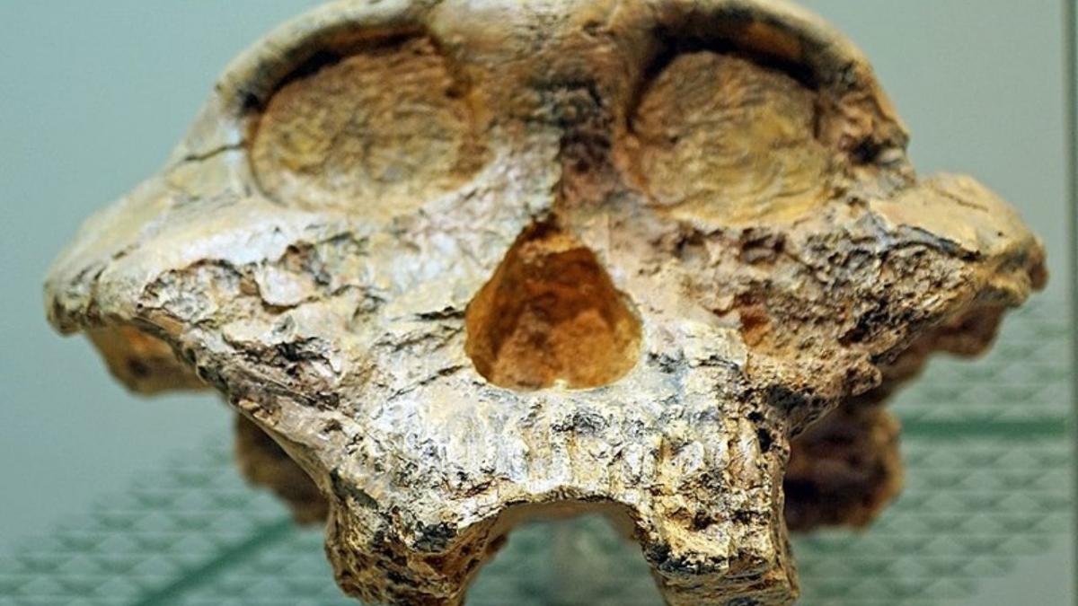 Oldest Ever Genetic Data Recovered from Ancient Human who Lived 2 Million  Years Ago | NewsClick
