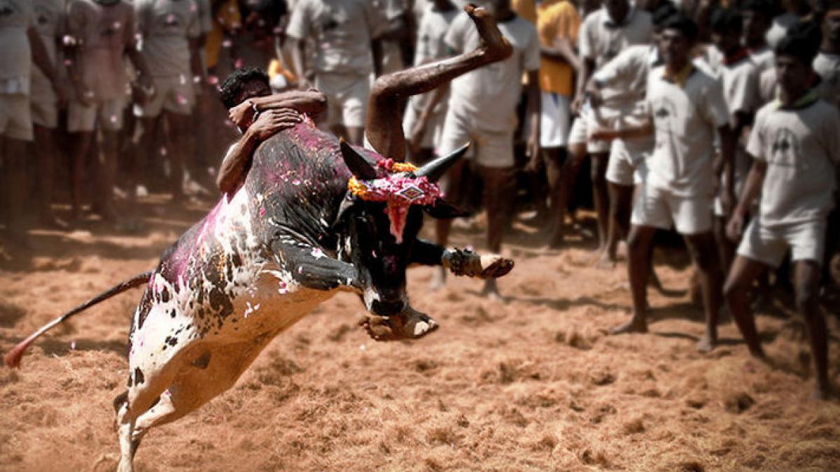 Jallikattu – A Movement Facing Backwards | NewsClick