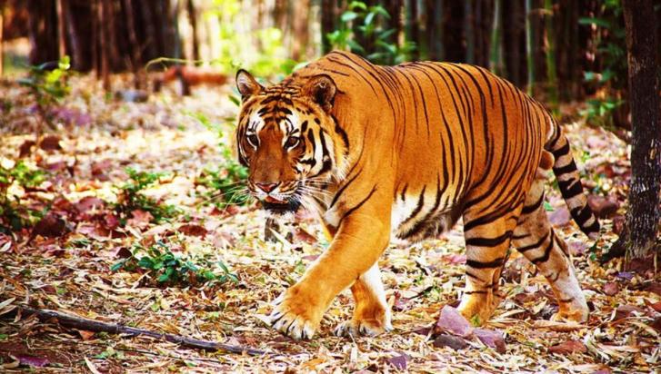Despite rejection by the National Tiger Conservation Authority, the multi-crore Jamrani multipurpose project in the hill state gets wildlife clearance