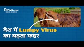 How did Lumpy Virus Become so Deadly?