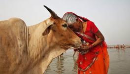 Who Ate the Cows in Ancient India?