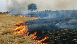 Farmers Burn the Crop in Punjab