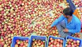 Apple farmers in Himachal 