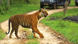 Bandipore Tiger Reserve
