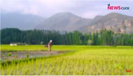 Paddy farm in Kashmir 