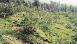 army cuts trees in himachal