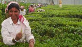 Assam Tea Workers