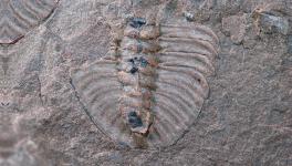 Cambrian Fossils