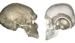 Genetic Variations in Neanderthals