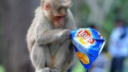 Monkey Fever Cases Reported in Karnataka
