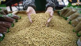 GM Seed Use has Surged in India, But With No Better Results