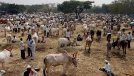 Holy Cow! More Than 100 Cows Die in Muzaffarnagar of UP
