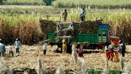Bihar's Sugarcane Farmers