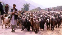 J&K: Grazing Land Should Not be Converted, Demand Gujjar Bakarwals 