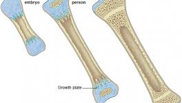 Human Bone Growth is a Thermodynamic Process: New Study Reveals