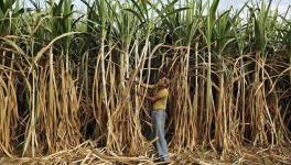  Sugarcane Farmers 