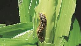 Crops in 80 Mizoram Villages Damaged by Fall Armyworm Outbreak